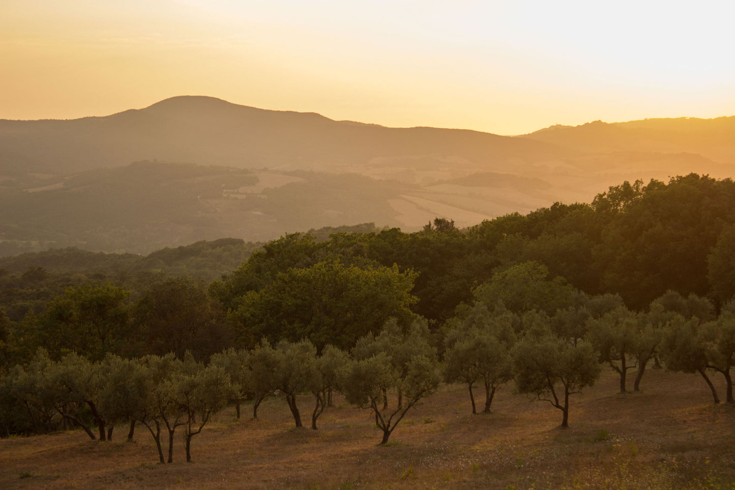 pdo extra virgin olive oil—case of 6