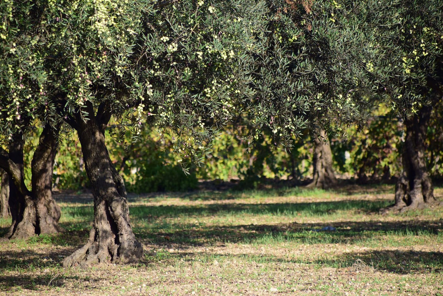 galega olives—case of 12