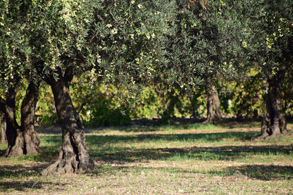 galega olives—case of 12